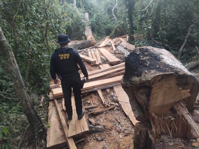 Mes-07-JuLho-06-07-2021-madeirtas-na-mata-toras