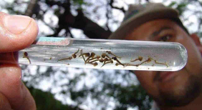 Dengue-exames.jpg_Easy-Resize.com_