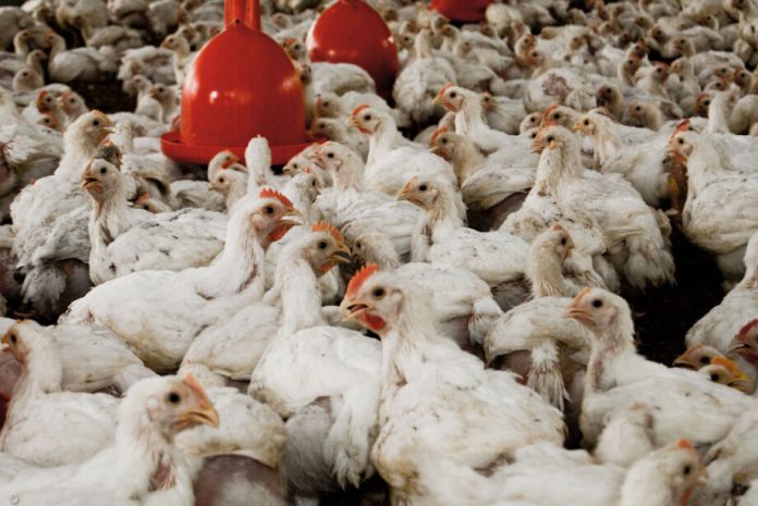 03-0621-0083-aves-cna-1