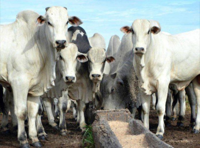 2fe8e32eea5fc2b87007fd126d87607d