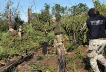 Destruyen tres hectáreas de marihuana y 2.000 kilos de droga en San Pedro